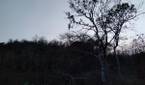 forest clicked with Realme 8 Pro 108MP camera without Night mode