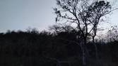 forest clicked with Realme 8 Pro 108MP camera without Night mode