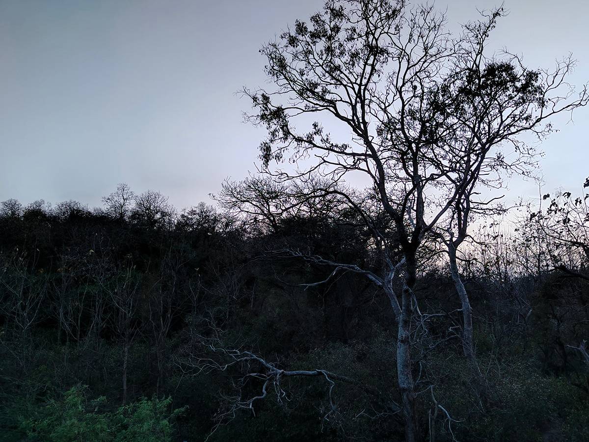 forest clicked with Realme 8 Pro 108MP camera with Night mode