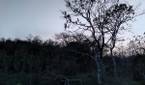 forest clicked with Realme 8 Pro 108MP camera with Night mode