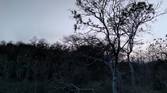 forest clicked with Realme 8 Pro 108MP camera with Night mode