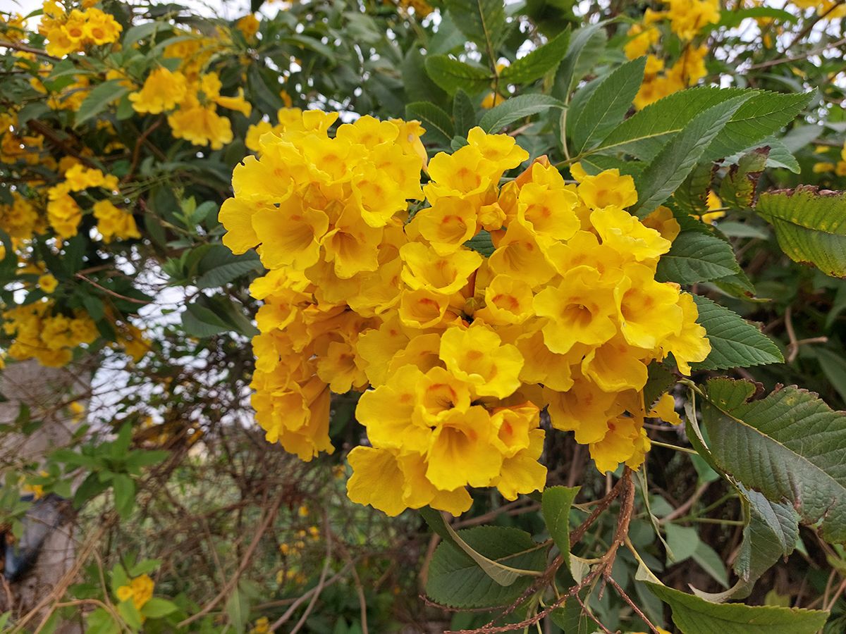 Samsung Galaxy A52 camera review 64MP