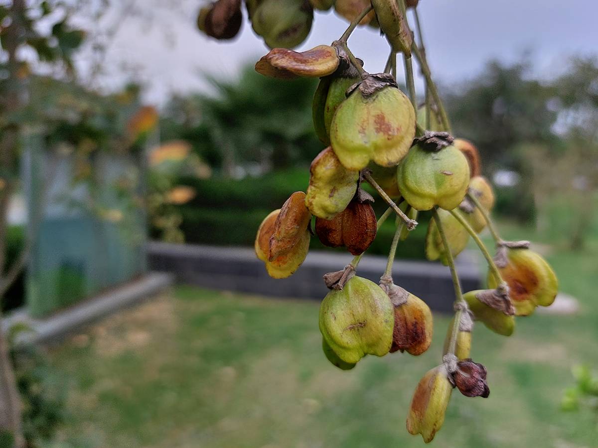 Samsung Galaxy A52 camera review