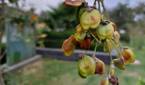 Samsung Galaxy A52 camera review