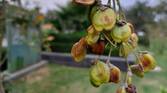 Samsung Galaxy A52 camera review
