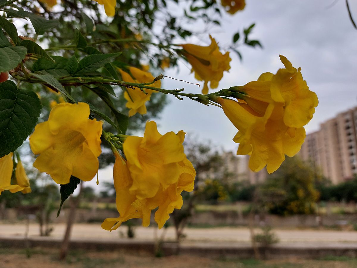 Samsung Galaxy A52 camera review