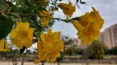 Samsung Galaxy A52 camera review