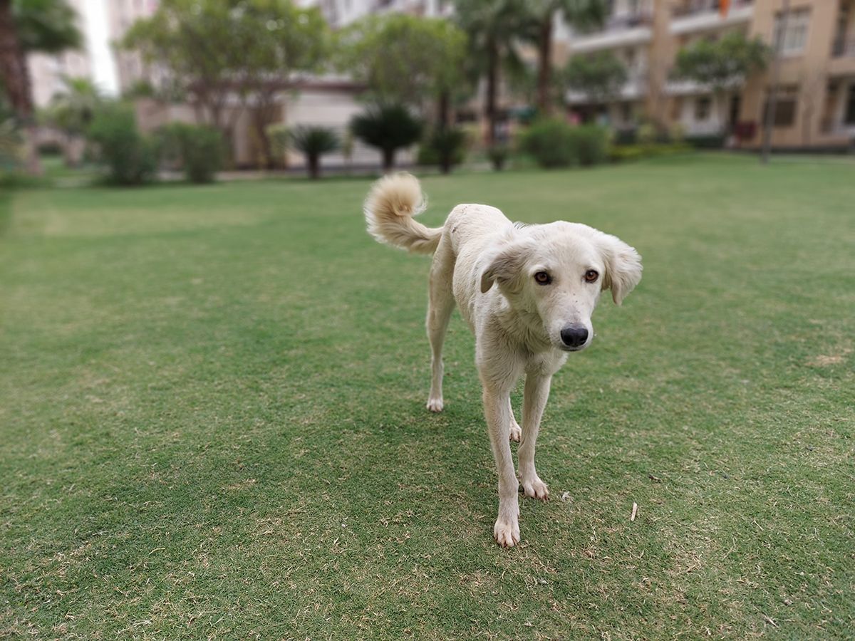 Samsung Galaxy A52 camera review