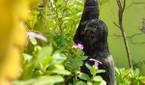 flower leaves and vase clicked with Xiaomi Mi 10i 108MP camera
