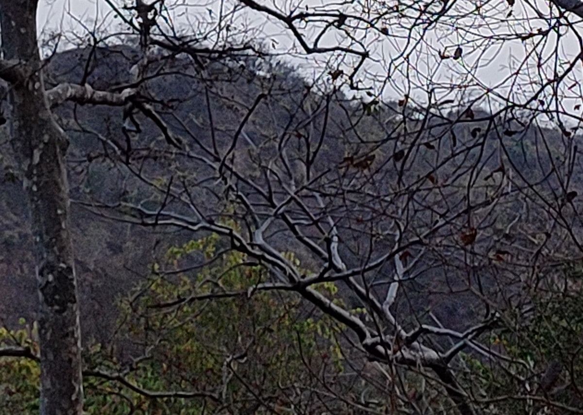 Tree 100% crop of Realme 8 Pro 108MP camera