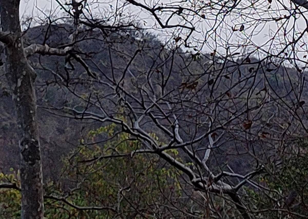 Tree 100% crop of Realme 8 Pro 108MP camera