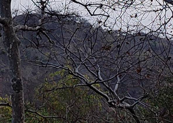Tree 100% crop of Realme 8 Pro 108MP camera