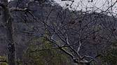 Tree 100% crop of Realme 8 Pro 108MP camera