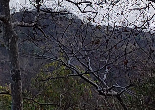 Shrubbery 300% crop of Xiaomi Mi 10i 12MP camera