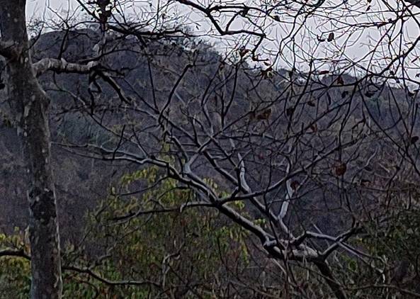 Shrubbery 300% crop of Xiaomi Mi 10i 12MP camera
