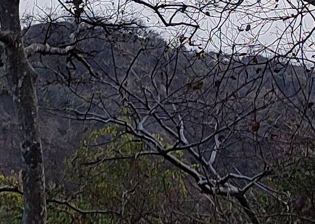 Shrubbery 300% crop of Xiaomi Mi 10i 12MP camera
