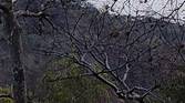 Shrubbery 300% crop of Xiaomi Mi 10i 12MP camera