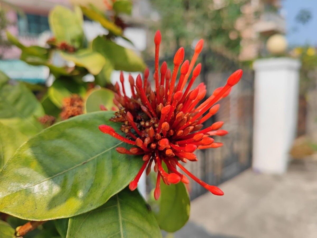 A sample image of a drink taken by the Mi 11 Ultra's main camera