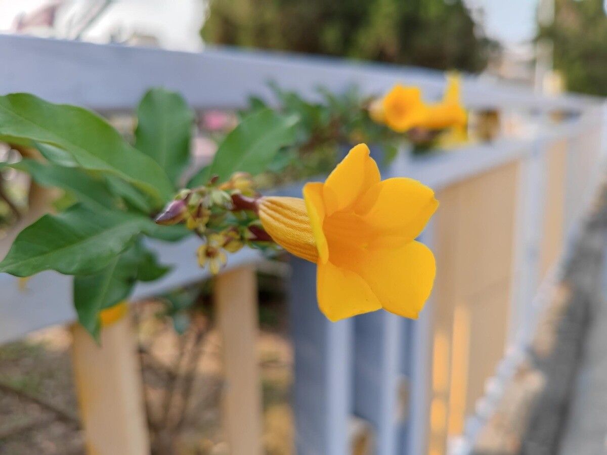 A sample image of a flower taken by the Mi 11 Ultra's main camera