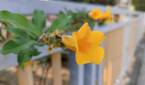 A sample image of a flower taken by the Mi 11 Ultra's main camera