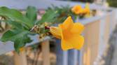A sample image of a flower taken by the Mi 11 Ultra's main camera