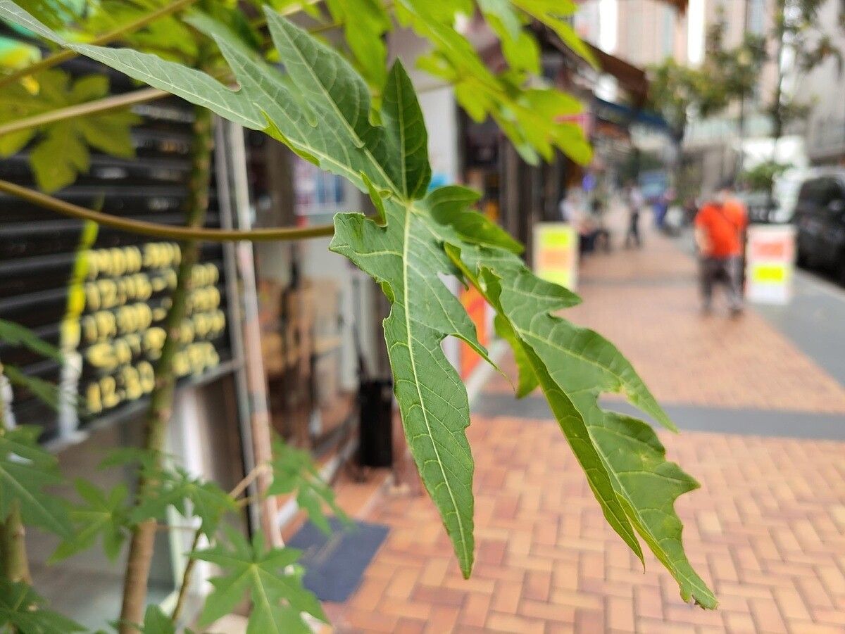 ZTE Axon 30 Ultra's main camera producing a nice natural bokeh.