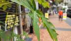 ZTE Axon 30 Ultra's main camera producing a nice natural bokeh.