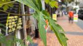ZTE Axon 30 Ultra's main camera producing a nice natural bokeh.