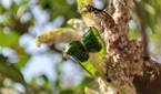 leaves on a tree photographed using Xiaomi MI 11X macro