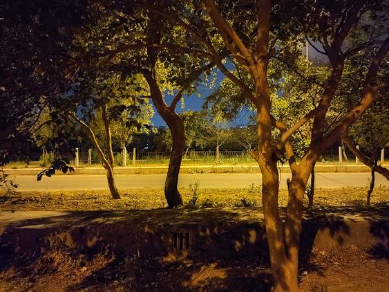 trees in dark captured using Xiaomi MI 11X night mode off
