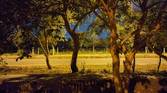 trees in dark captured using Xiaomi MI 11X night mode off