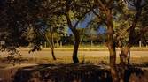 trees in dark captured using Xiaomi Mi 11X Pro Night mode off