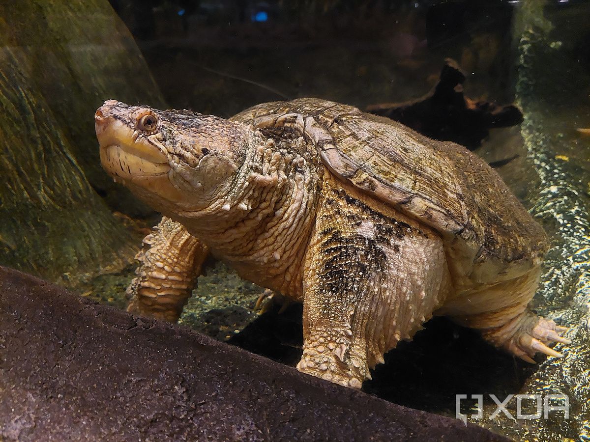 Photo of a turtle in a water tank