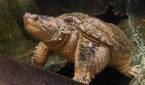 Photo of a turtle in a water tank