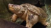 Photo of a turtle in a water tank