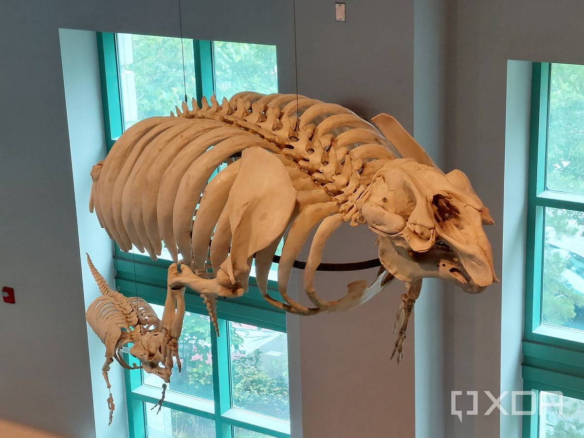 Photo of a skeleton in a museum