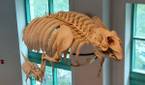 Photo of a skeleton in a museum