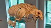 Photo of a skeleton in a museum