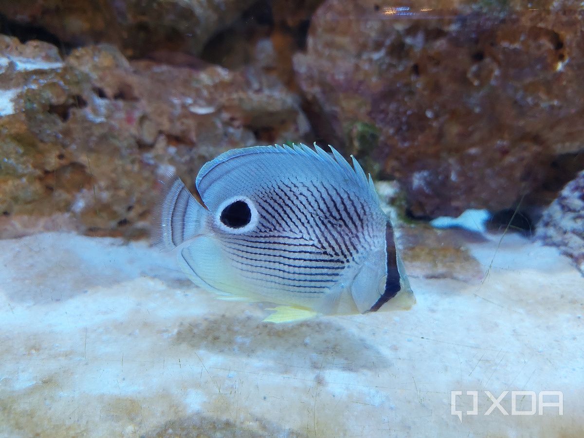Photo of a fish