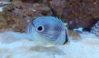 Photo of a fish