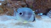 Photo of a fish
