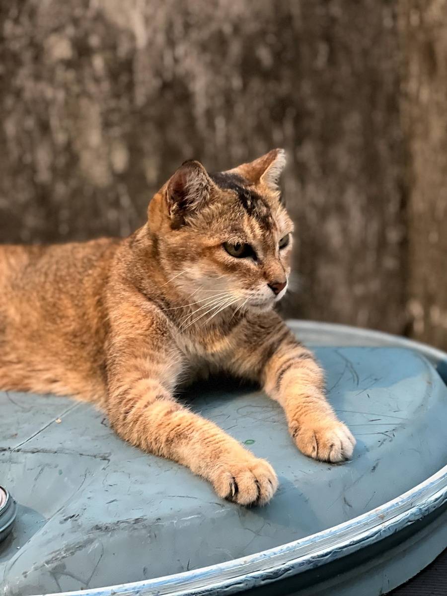 iPhone 13 Pro, main camera