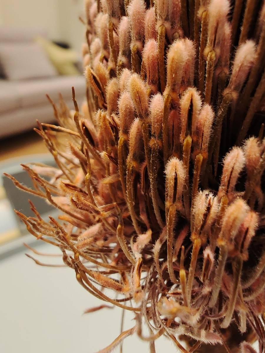 macro sample