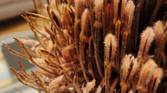 macro sample