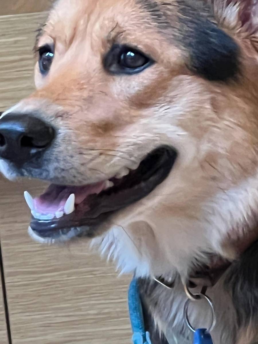 iphone zoom