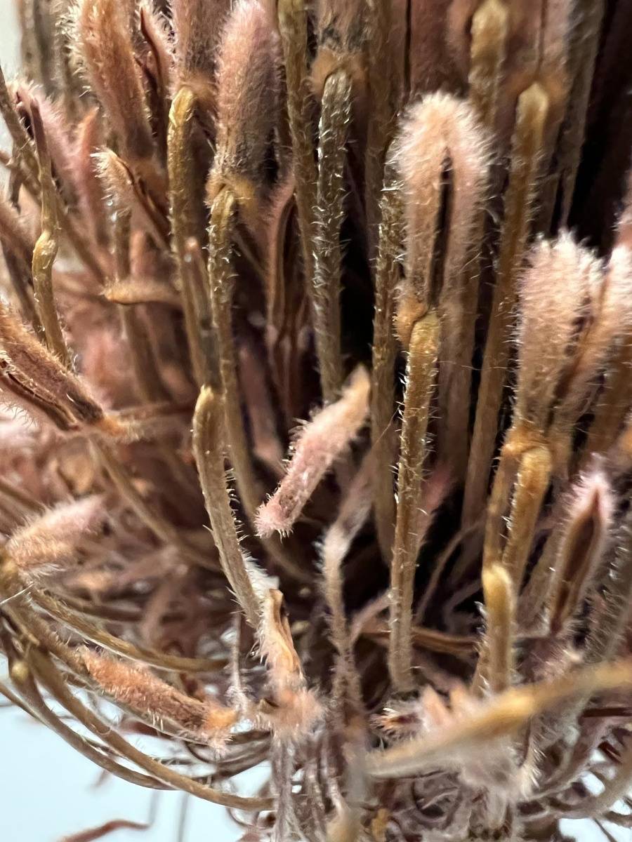 photo macro sample