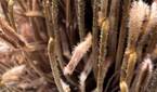 photo macro sample