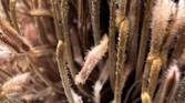 photo macro sample
