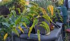 Pixel 5 plants