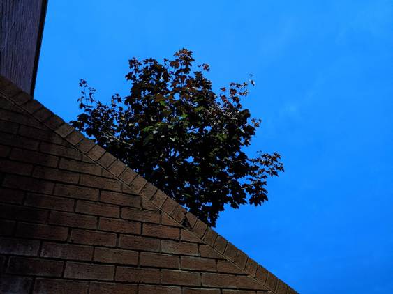 iPhone 13 Pro tree and stairs